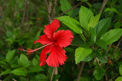 Hibiscus rosa sinensis