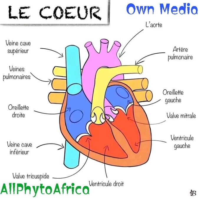 Anatomie du cœur 