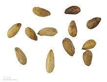 pépins du Neem ou margousier (Azadirachta indica)