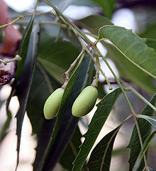 Neem  (Azadirachta indica)