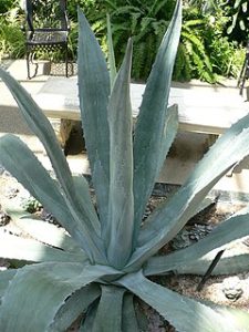 Agave américain