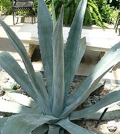 Agave américain