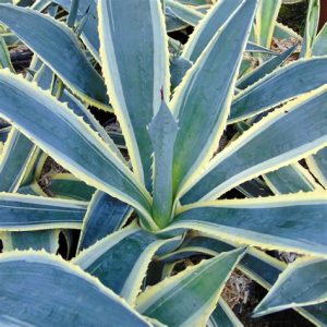 Agave américain