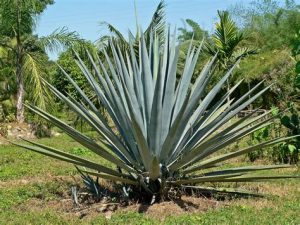 Agave américain