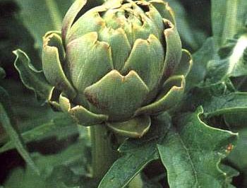 Artichaut (Cynara scolymus)