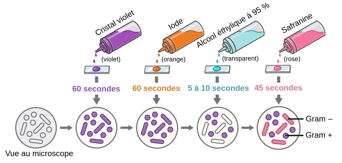 Coloration de Gram