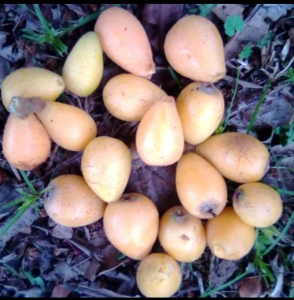 Fruits Eriobotrya japonica,