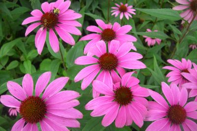 Echinacea