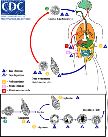 Entamoeba_histolytica_ cycle de vie