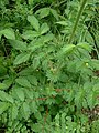 Feuilles de l’ Aigremoine (Agrimonia eupatoria)