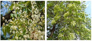 Neem ou margousier (Azadirachta indica)