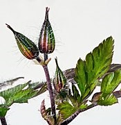 Geranium robertianum