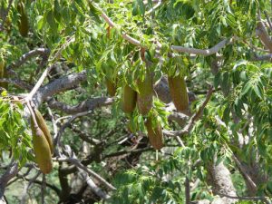 Entandrophragma cylindricum