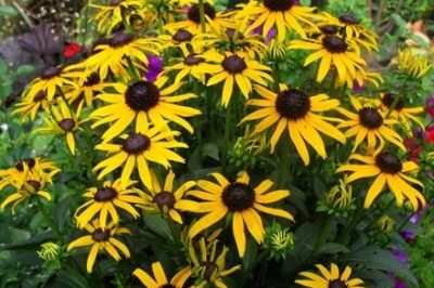 Rudbeckia