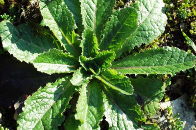 Laitue sauvage (Lactuca virosa)