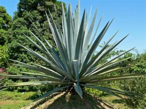 Agave américain