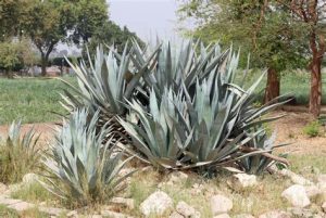 Agave américain