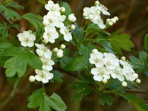 L'aubépine (Crataegus monogyna)