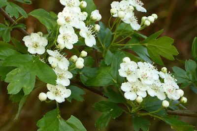 L'aubépine (Crataegus monogyna)