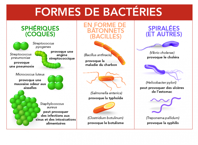 Formes des bactéries