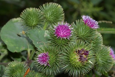 bardane (Arctium lappa)