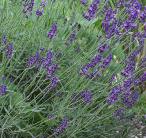 lavande papillon (Lavandula stoechas)