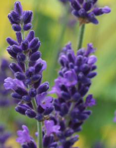 lavande papillon (Lavandula stoechas)