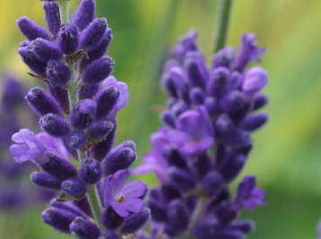 lavande (Lavandula stoechas)