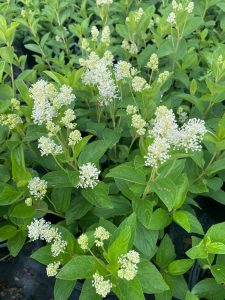 Thé de New Jersey (Ceanothus americanus)