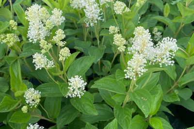 Thé de New Jersey (Ceanothus americanus)