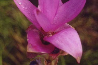 Curcuma