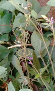 Desmodium incanum (Fabaceae)