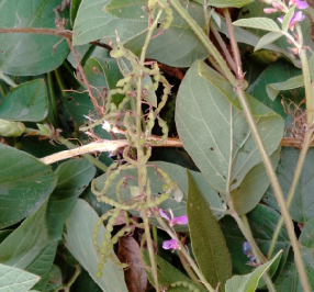 Desmodium incanum