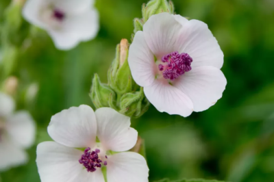 Guimauve (Althaea officinalis)