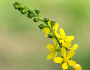 les fleurs de l’ Aigremoine (Agrimonia eupatoria)