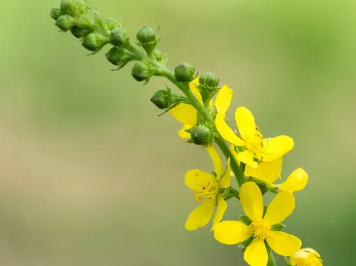 les fleurs de l’ Aigremoine (Agrimonia eupatoria)