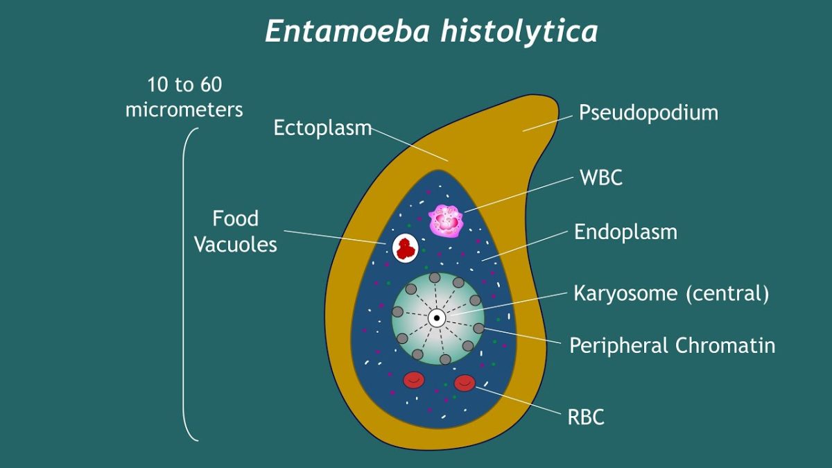 Entamoeba Histolytica