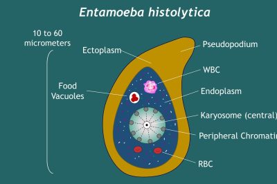 Entamoeba Histolytica