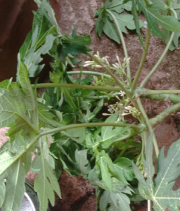 Papayer (Carica papaya)