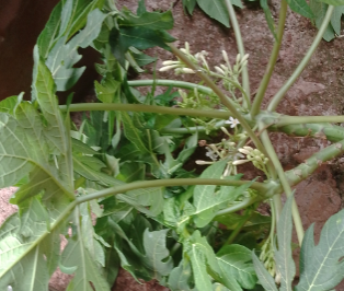 Papayer (Carica papaya)