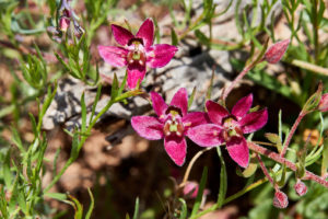 Ratanhia (Krameria lappacea)