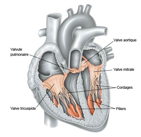 valves