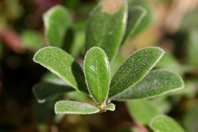 Bussérole (Arctostaphylos uvaursi)