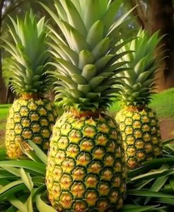 Le fruit Ananas