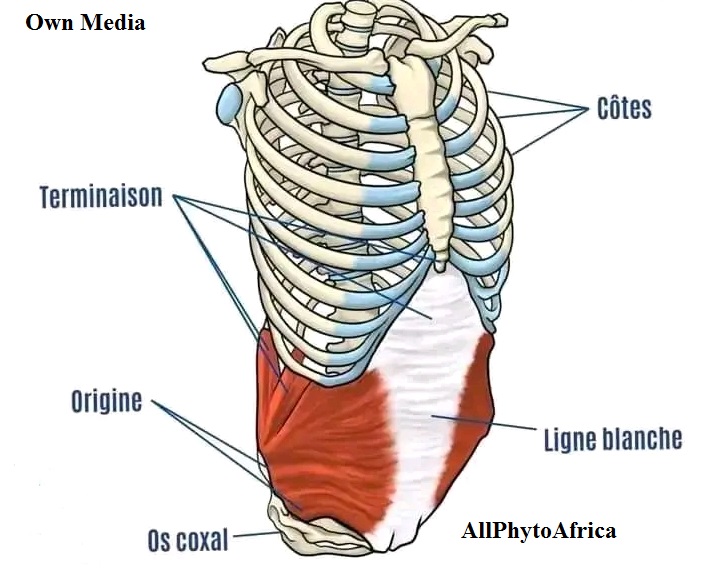 Anatomie du Thorax