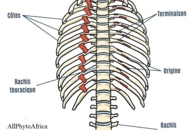 Anatomie du Thorax