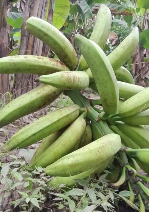 La banane plantain