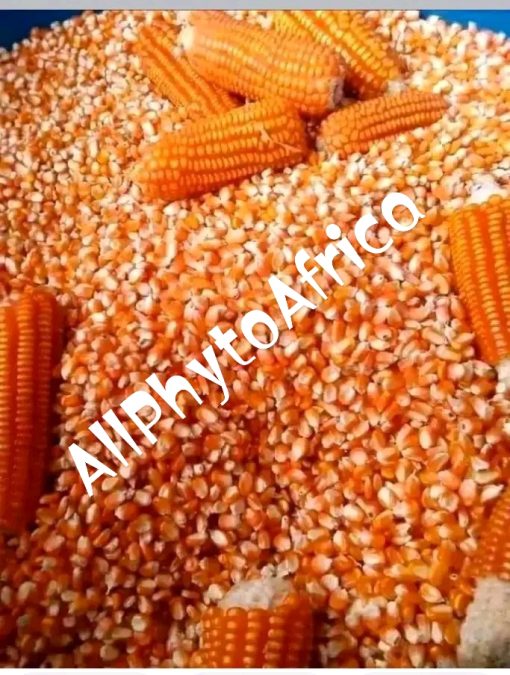 Les grains de Zea mays