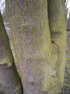 bourdaine (Rhamnus frangula)