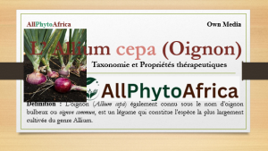 Allium cepa